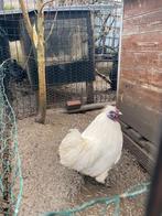 koppel zijdehoenen krielen 100% wit, Plusieurs animaux, Poule ou poulet
