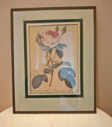 Lithografie Pierre-Joseph Redouté beschikbaar voor biedingen