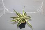 quadricolore d'agave, Plante succulente, Moins de 100 cm, Plante verte, Plein soleil
