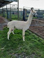ALPACA.  RUIN..., Dieren en Toebehoren, Februari, Mannelijk
