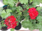 PRACHTIGE rood/roze opgaande Geraniums/Pelargoniums!, Tuin en Terras, Ophalen of Verzenden