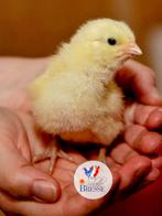 Broedeieren van Bresse kippen, Enlèvement, Comme neuf