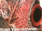 Koen Vanmechelen Sculptures 90 pag, Boeken, Ophalen of Verzenden, Zo goed als nieuw, Beeldhouwkunst