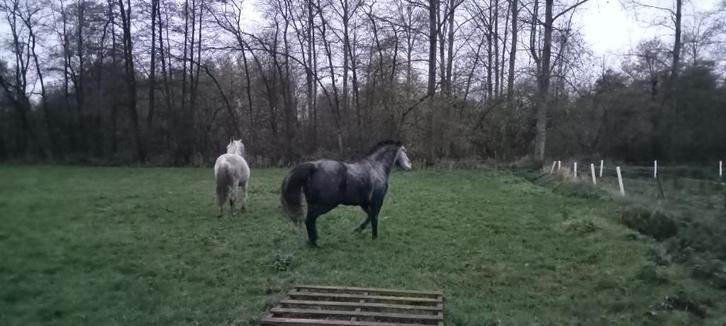 Zeer lieve Ruin, Dieren en Toebehoren, Paarden, Ruin, Zadelmak, 160 tot 165 cm, 3 tot 6 jaar, Westernpaard, Gechipt, Ontwormd