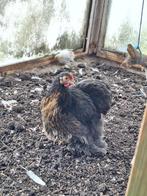 Cochin kriel hen, Dieren en Toebehoren, Pluimvee