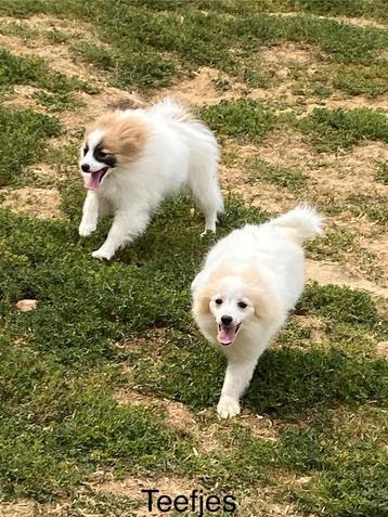 Kleinkees / loulou / duitse spitz beschikbaar voor biedingen