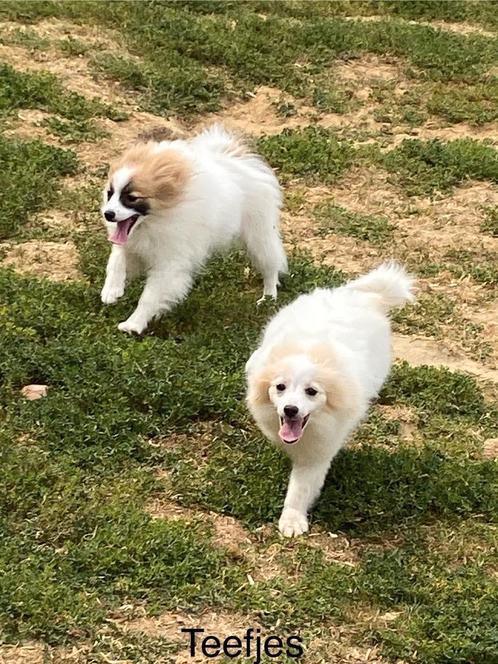 Kleinkees / loulou / duitse spitz, Dieren en Toebehoren, Honden | Poolhonden, Keeshonden en Oertypen, Meerdere dieren, Keeshond