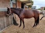 8-jarige New Forest D Pony met springpotentieel - projectje, Dieren en Toebehoren, Paarden, Merrie, Springpaard, Minder dan 160 cm