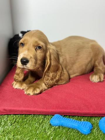 Engelse cocker spaniel pups beschikbaar voor biedingen