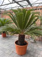 Cycas planten 2stuks, Ophalen