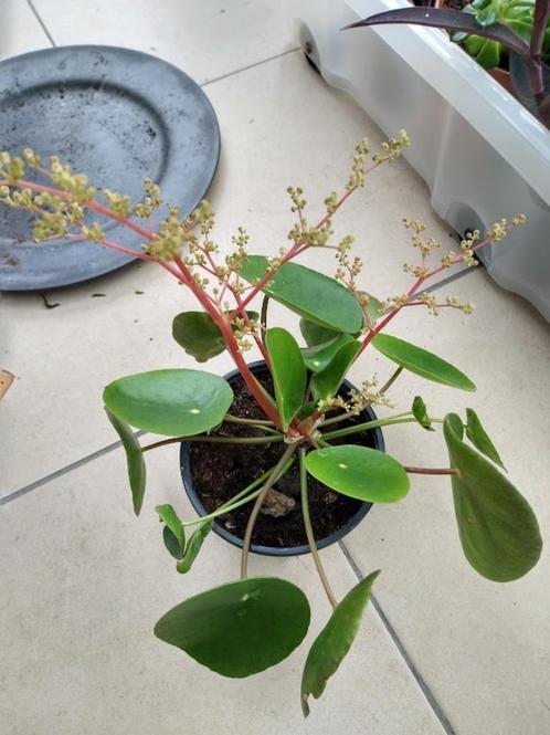 Pannekoekplant peperomia pilea kamerplant vetplant, Maison & Meubles, Plantes d'intérieur, Plante succulente, Moins de 100 cm