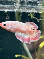 Betta man pink flamingo