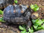 Kolenbrander schildpad, Schildpad, Tam, 7 tot 10 jaar