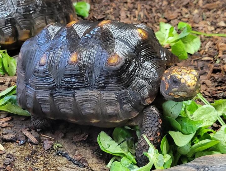 Kolenbrander schildpad, Dieren en Toebehoren, Reptielen en Amfibieën, Schildpad, 7 tot 10 jaar, Tam