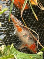 Koi taisho sanke 50 cm, Dieren en Toebehoren