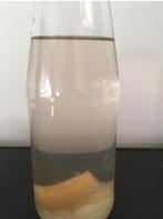 Entportie azijnaaltjes, Animaux & Accessoires, Poissons | Aquariums & Accessoires, Enlèvement ou Envoi, Neuf, Autres types