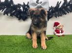 Chiots Berger Allemand