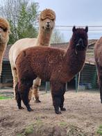 alpaca hengstje, Mâle