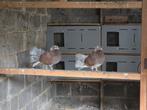 Pauwstaart koppel duif, Dieren en Toebehoren, Vogels | Duiven