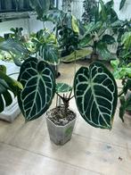 Anthurium Crystallinum X Silver Blush, Huis en Inrichting, Kamerplanten, Ophalen