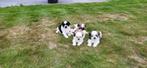 Shih Tzu pups, Dieren en Toebehoren, Honden | Chihuahua's en Gezelschapshonden, België, CDV (hondenziekte), 8 tot 15 weken, Meerdere