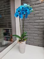 grande orchidée bleue, Autres espèces, En pot, Plante à fleurs, Moins de 100 cm