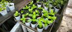 Klim spinazie (basella – malabar/ceylon spinach), Jardin & Terrasse, Plantes | Jardin, Enlèvement