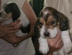 petit basset grifon vendeen pups  sumatra en soprano 6-5-25, België, 8 tot 15 weken, CDV (hondenziekte), Meerdere