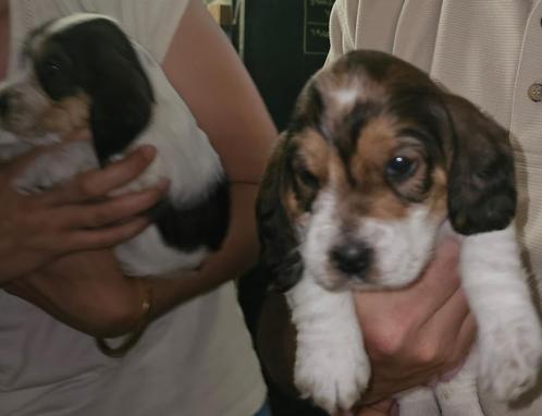 petit basset grifon vendeen pups  sumatra en soprano 6-5-25, Dieren en Toebehoren, Honden | Chihuahua's en Gezelschapshonden, Meerdere dieren