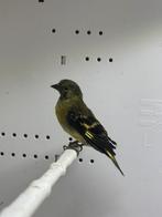 Tarin magellan, Dieren en Toebehoren, Ophalen