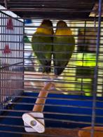 Koppel pesonata met kooi 50€