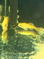 Platinum rtc catfish, Dieren en Toebehoren, Vissen | Aquariumvissen, Vis, Zoetwatervis