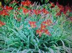 mooie daglelies VASTE PLANT, Ophalen of Verzenden, Vaste plant