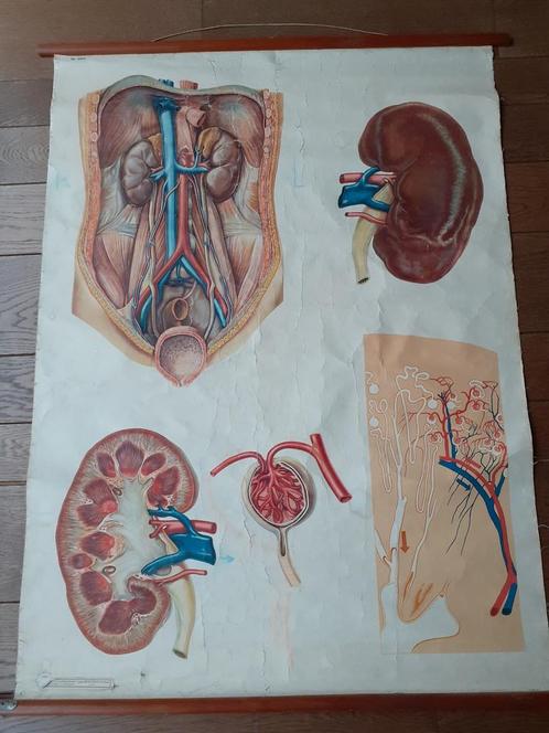 Schoolplaten: de nier en spijsvertering, Antiek en Kunst, Antiek | Schoolplaten, Natuur en Biologie, Ophalen of Verzenden