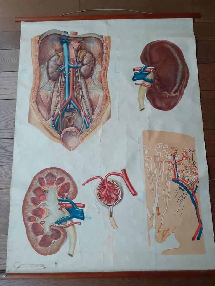 Schoolplaten: de nier en spijsvertering, Antiek en Kunst, Antiek | Schoolplaten, Natuur en Biologie, Ophalen of Verzenden