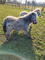 Nmprs hengstje appalooza, Dieren en Toebehoren, Hengst