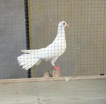 Witte pauwstaart,