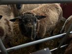 Schapen, Dieren en Toebehoren, Schapen, Geiten en Varkens