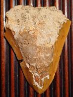 Fossiele megalodon tand - 10 cm, Ophalen of Verzenden, Fossiel