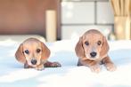 teckel pups,teefje en reutje,dwerg, Dieren en Toebehoren, Honden | Teckels en Dashonden, België, 8 tot 15 weken, Korthaar, CDV (hondenziekte)