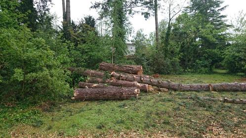 Brandhout stamhout Boomstammen, Jardin & Terrasse, Bois de chauffage, Troncs d'arbres, Autres essences de bois, 6 m³ ou plus, Enlèvement