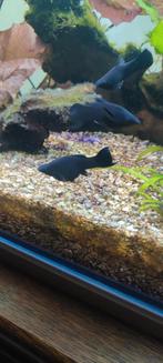 Black molly, Dieren en Toebehoren, Vissen | Aquariumvissen