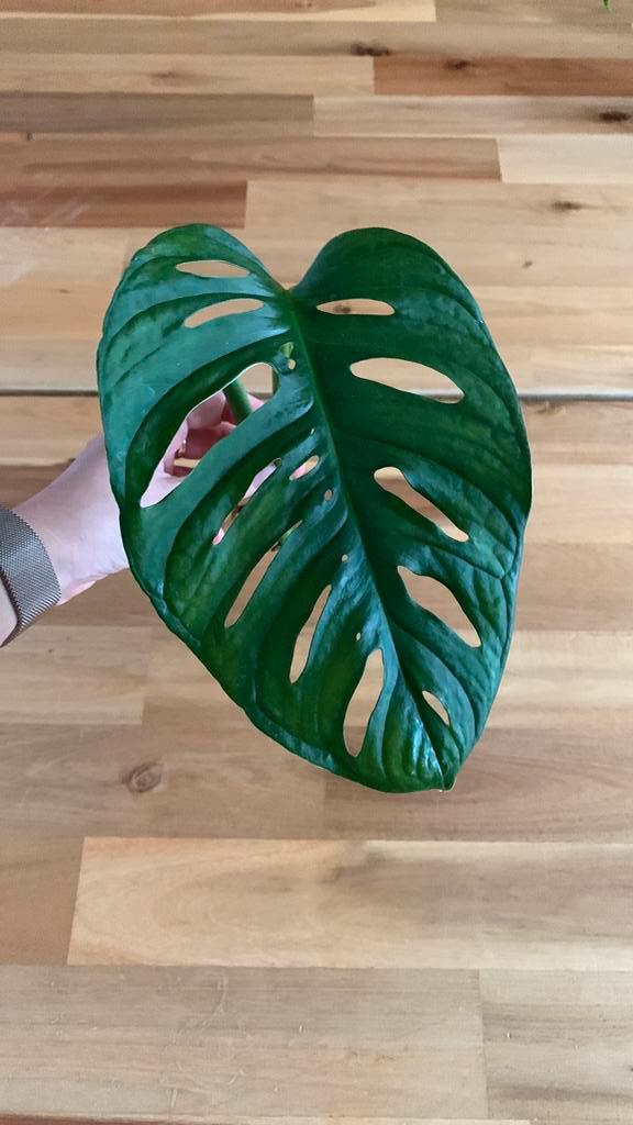 Stekje Monstera monkey leaf, Huis en Inrichting, Kamerplanten, Overige soorten, 150 tot 200 cm, Groene kamerplant, Ophalen of Verzenden