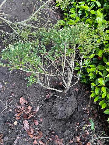 Ilex crenata 40-60cm GRATIS