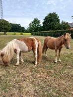 Mini schetlanders, Meerdere dieren, Met stamboom, 0 tot 2 jaar