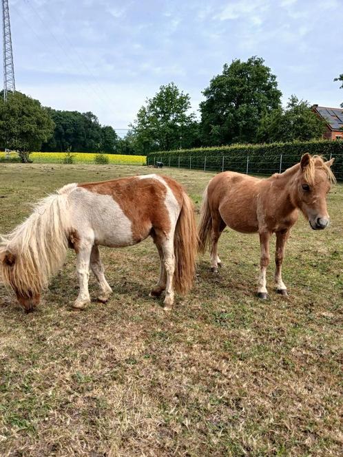 Mini schetlanders, Dieren en Toebehoren, Pony's, Meerdere dieren, 0 tot 2 jaar, Met stamboom