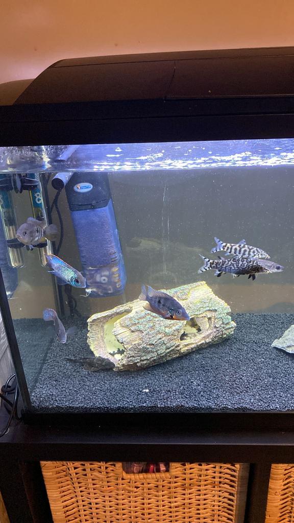 Juwel lido 120l inclusief vissen, Dieren en Toebehoren, Vissen | Aquaria en Toebehoren, Zo goed als nieuw, Ophalen