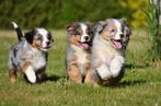 Australische Herder pups te koop (blue merle), Dieren en Toebehoren, België, CDV (hondenziekte), 8 tot 15 weken, Meerdere