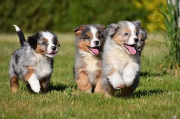Australische Herder pups te koop (blue merle) beschikbaar voor biedingen