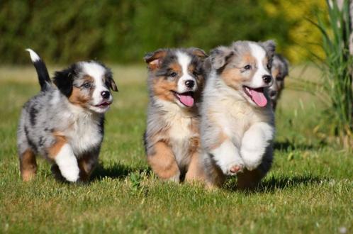 Australische Herder pups te koop (blue merle), Dieren en Toebehoren, Honden | Herdershonden en Veedrijvers, Meerdere dieren, Herder